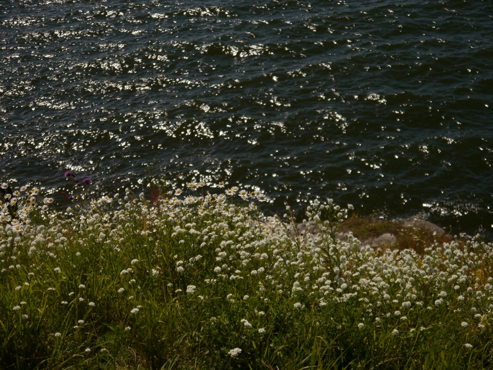 Flowers and sea